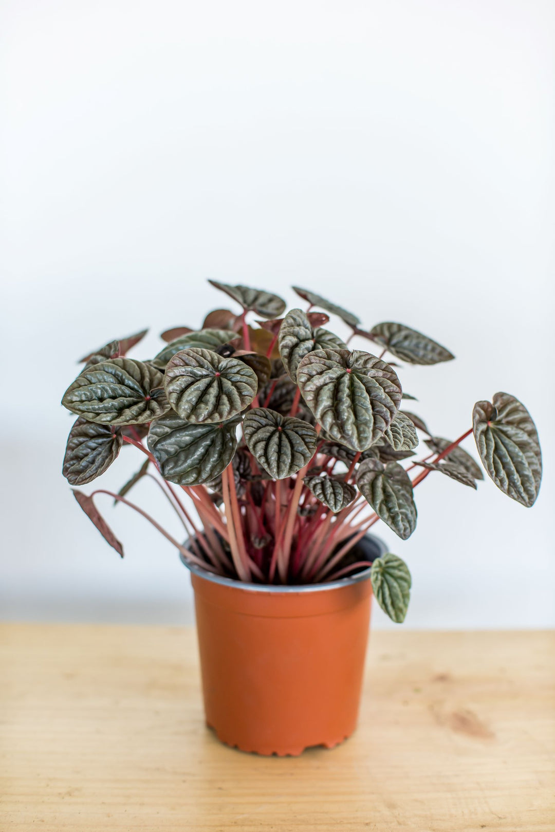 Pepa (Peperomia Caperata)