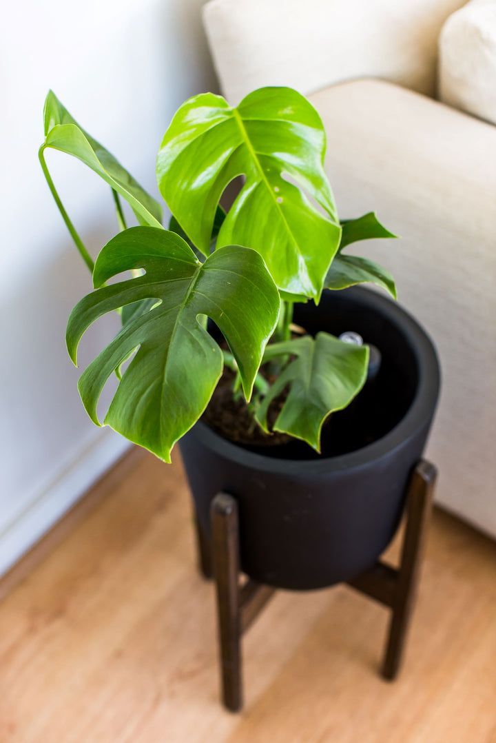 Mariana L (Monstera Deliciosa)