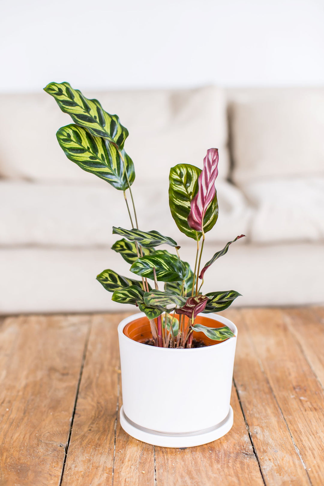 Maca (Calathea Makoyana)