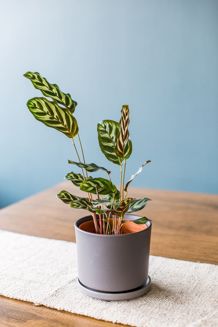 Maca (Calathea Makoyana)