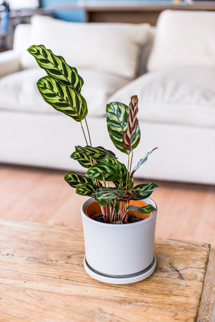 Maca (Calathea Makoyana)