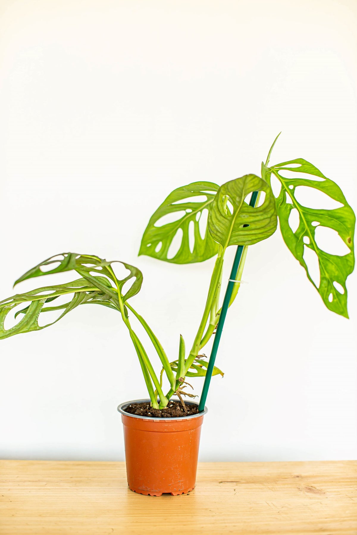 Adan L (Monstera Adansonii) - Macetero Plástico