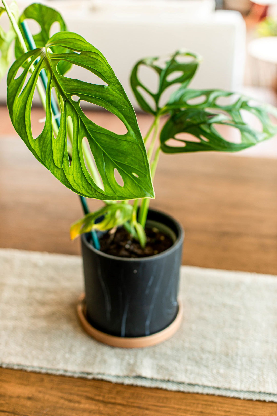 Adan L (Monstera Adansonii)