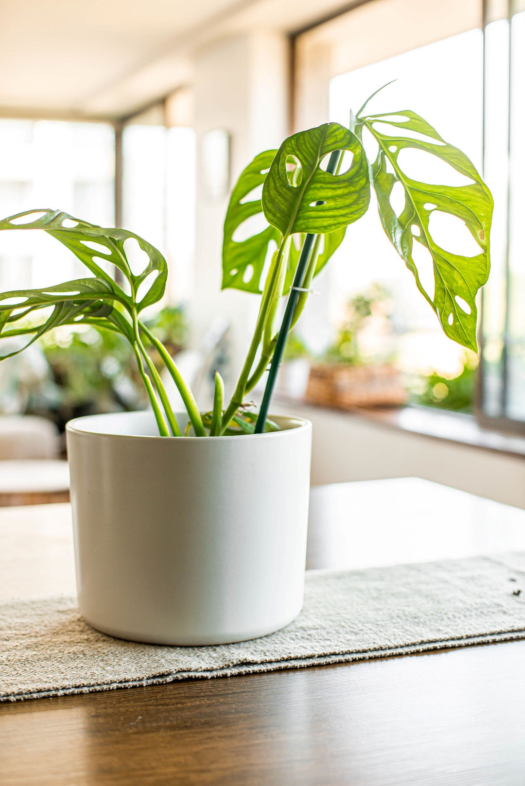 Adan L (Monstera Adansonii)