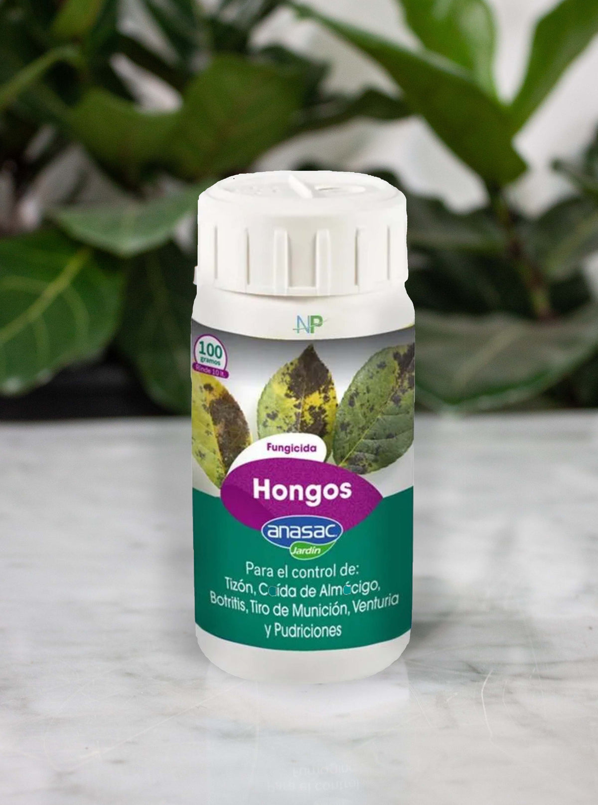 Hongos