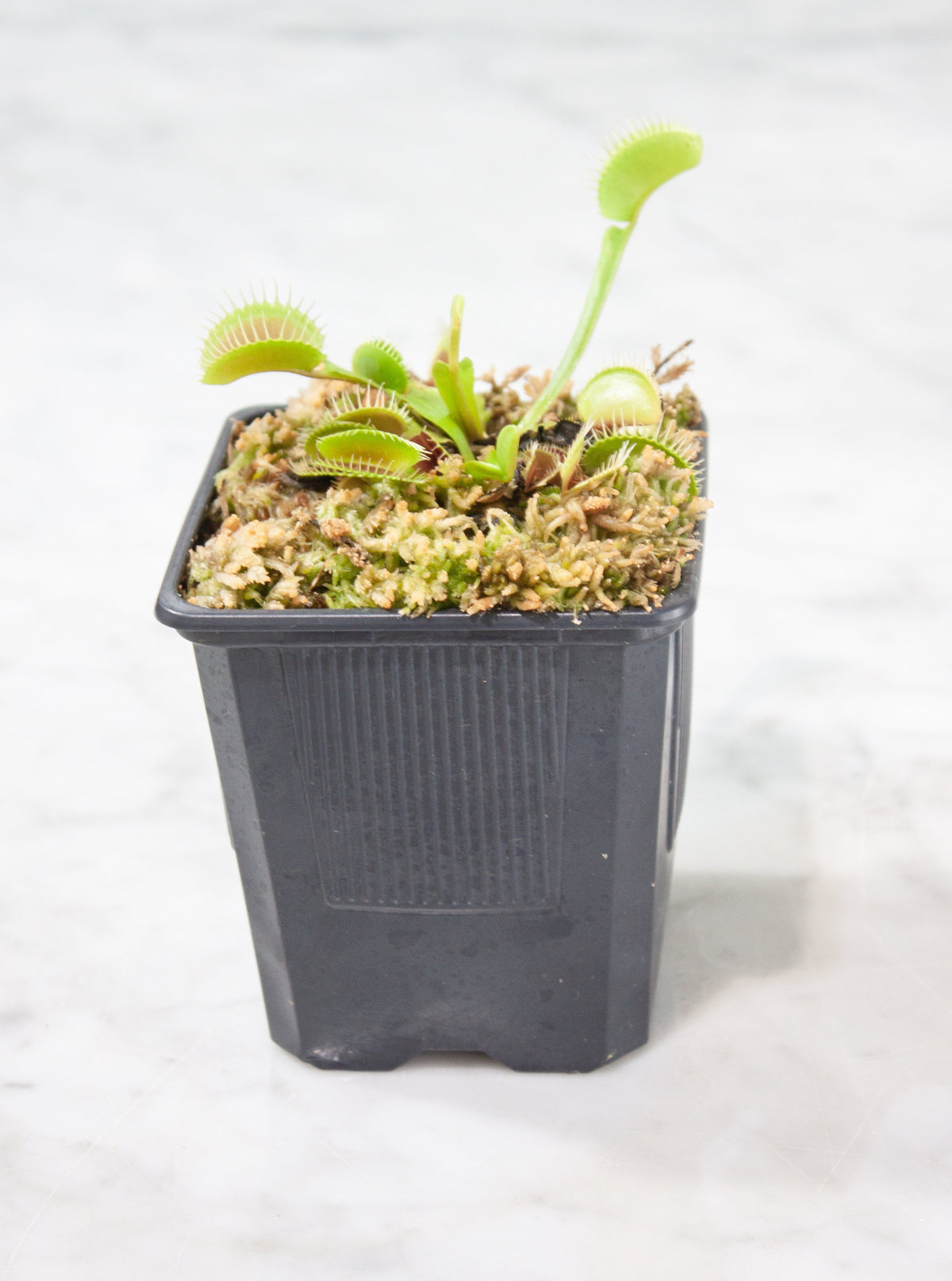 Planta Carnívora