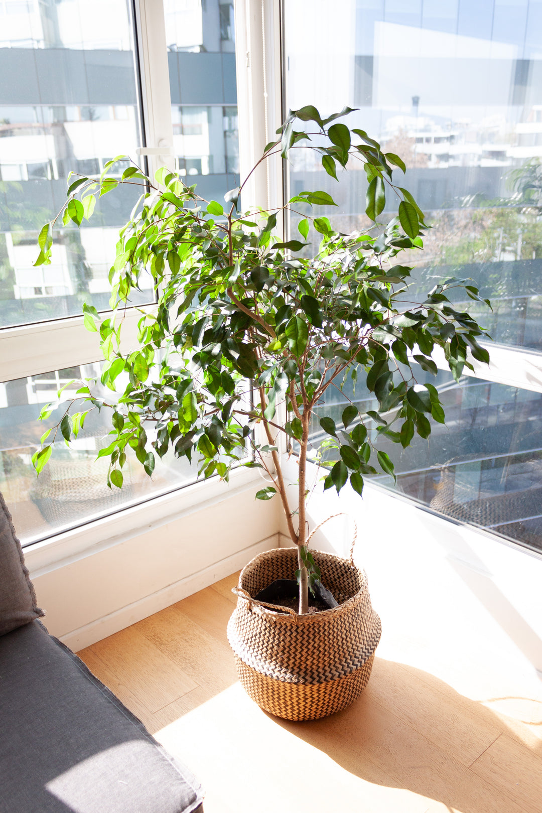 Bill XL (Ficus Benjamina)