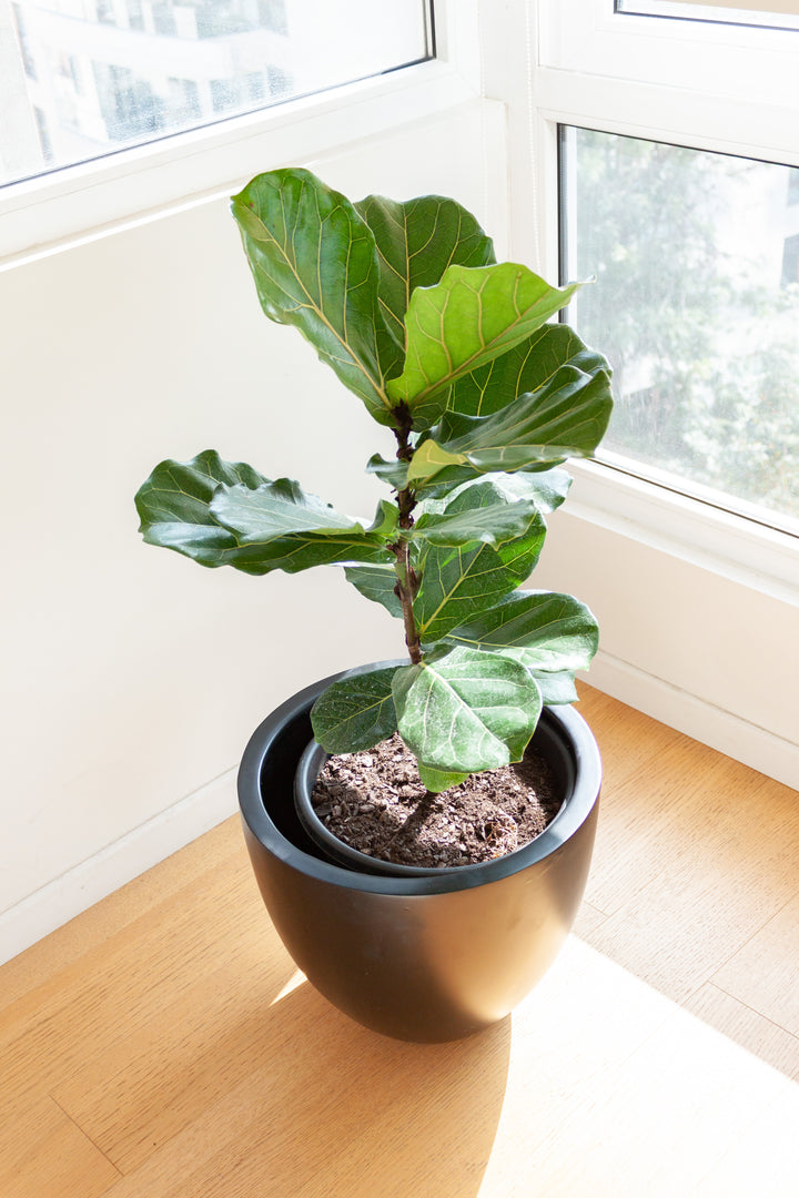 Fidel (Ficus Lyrata)