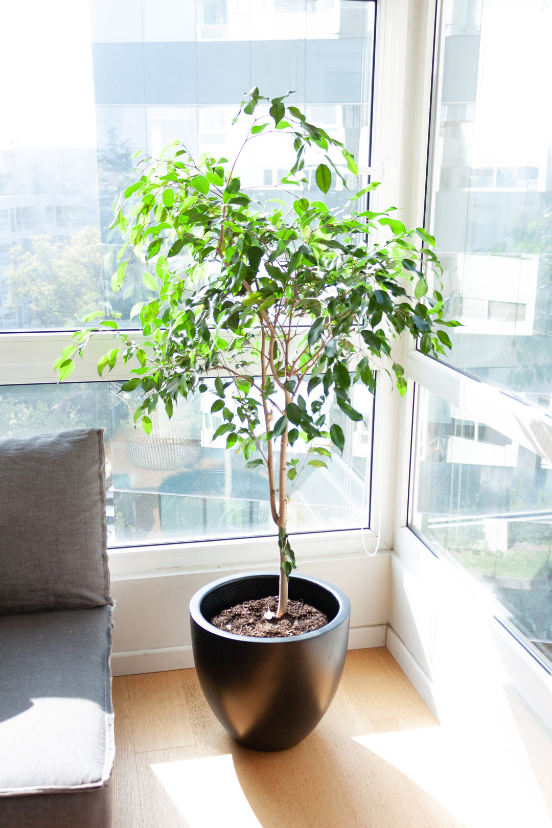 Bill XL (Ficus Benjamina)