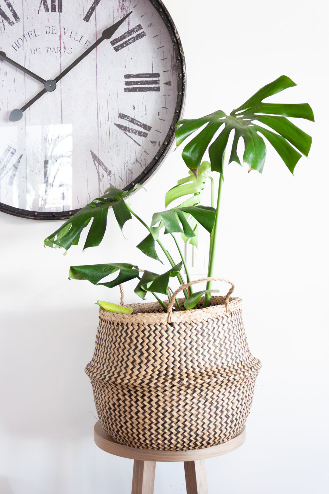 Mariana XL (Monstera Deliciosa)