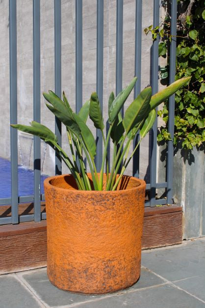 Flor Del Pájaro XL (Strelitzia Reginae)