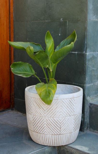 Flor Del Pájaro L (Strelitzia Reginae)