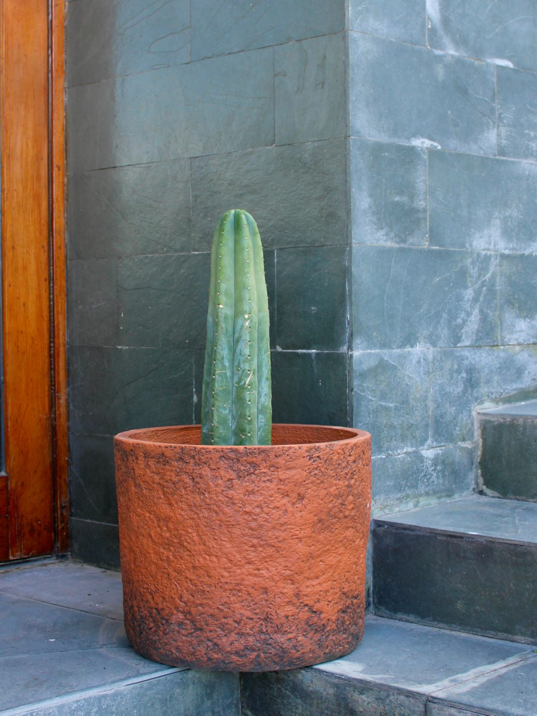 Pedro L (Cactus San Pedro)