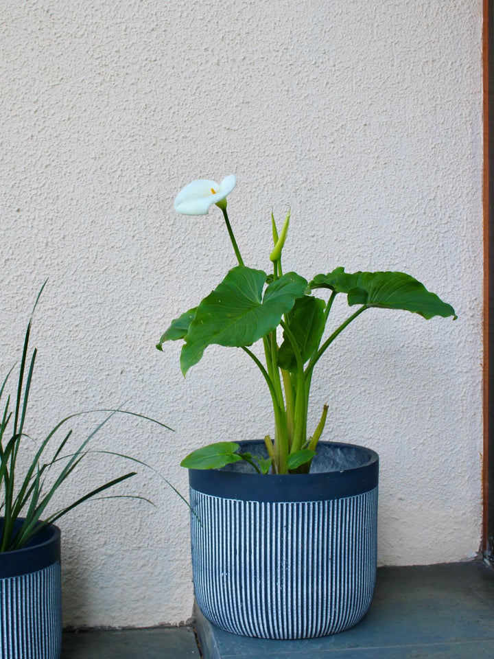 Cala XL (Zantedeschia Aethiopica)