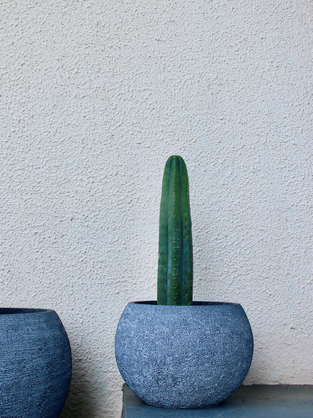 Pedro L (Cactus San Pedro)