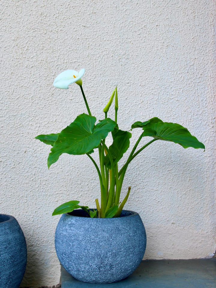 Cala XL (Zantedeschia Aethiopica)