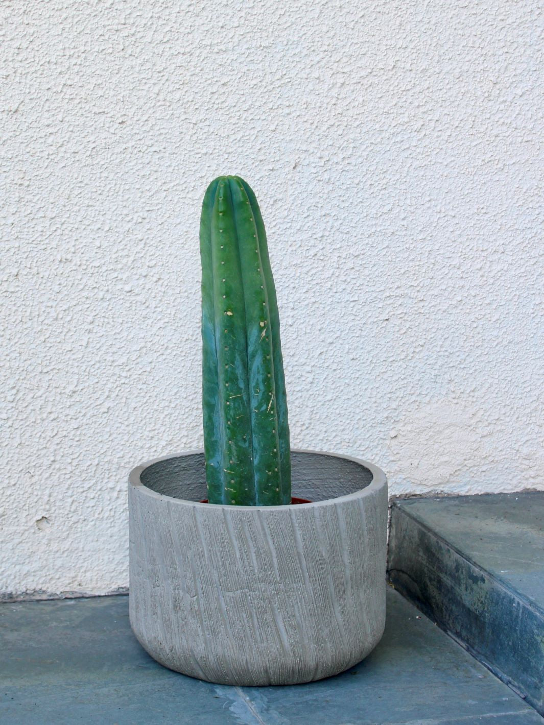 Pedro L (Cactus San Pedro)