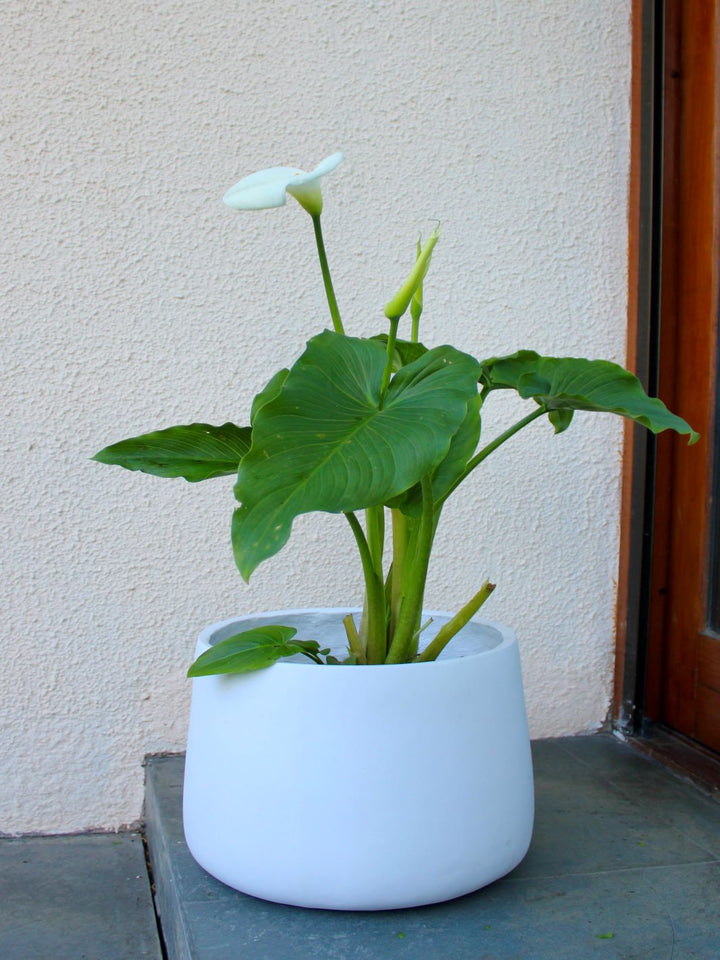 Cala XL (Zantedeschia Aethiopica)