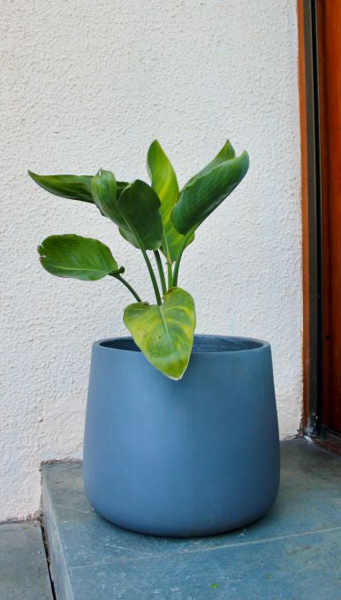 Flor Del Pájaro L (Strelitzia Reginae)