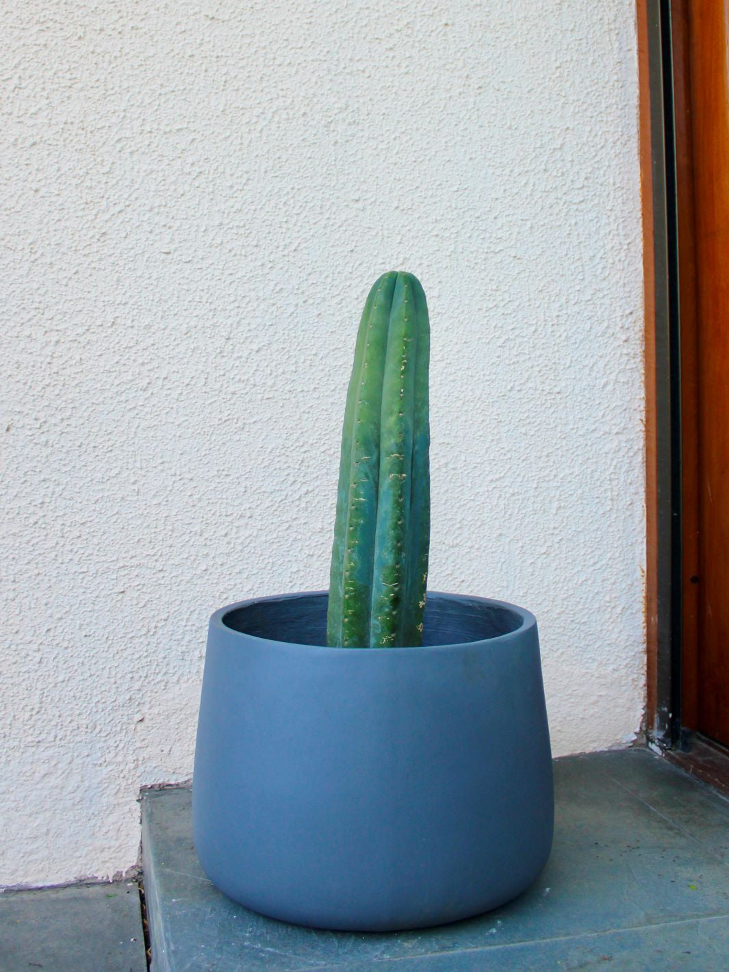 Pedro L (Cactus San Pedro)