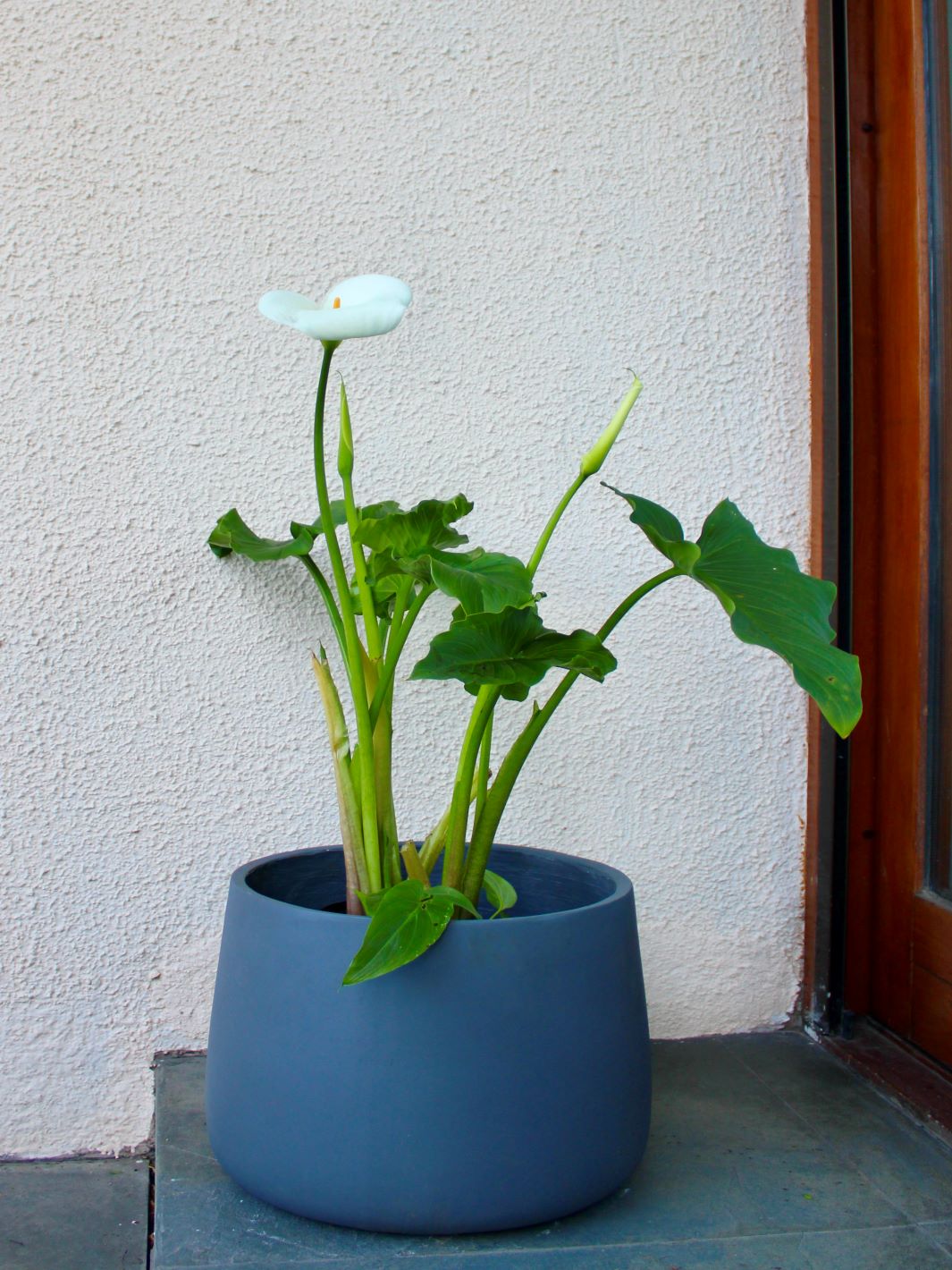 Cala XL (Zantedeschia Aethiopica)