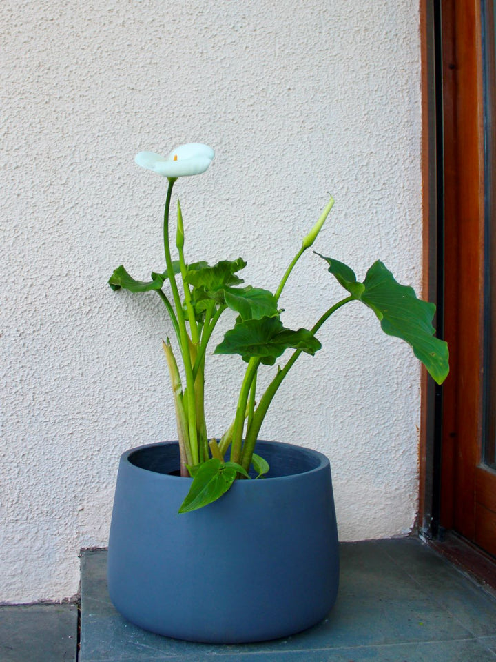 Cala XL (Zantedeschia Aethiopica)