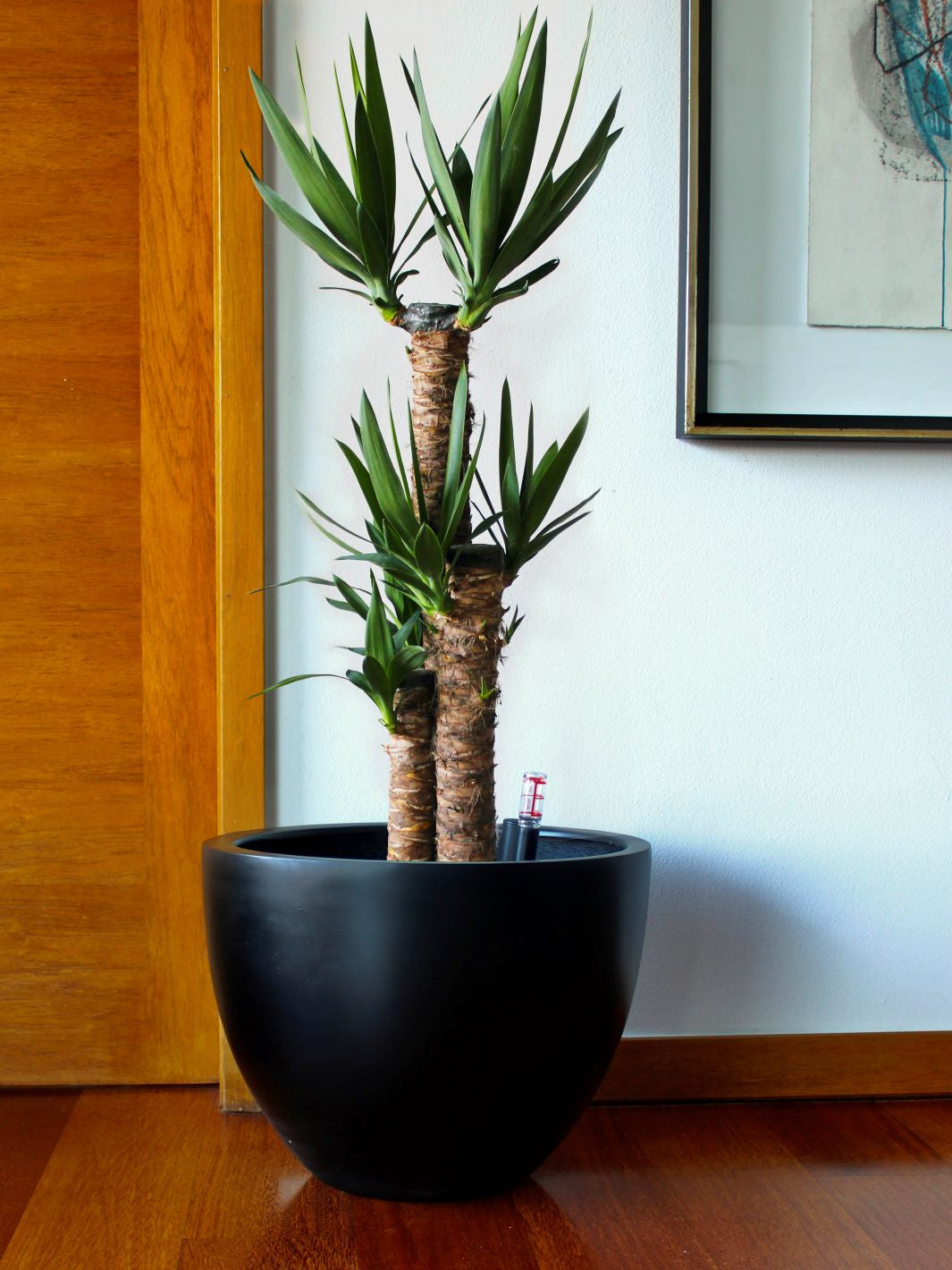 Yolanda XL (Yucca)