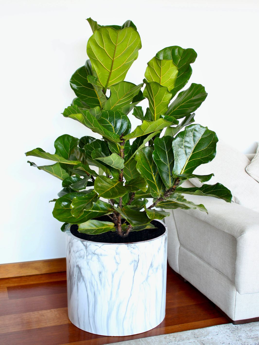 Fidel XXL (Ficus Lyrata)