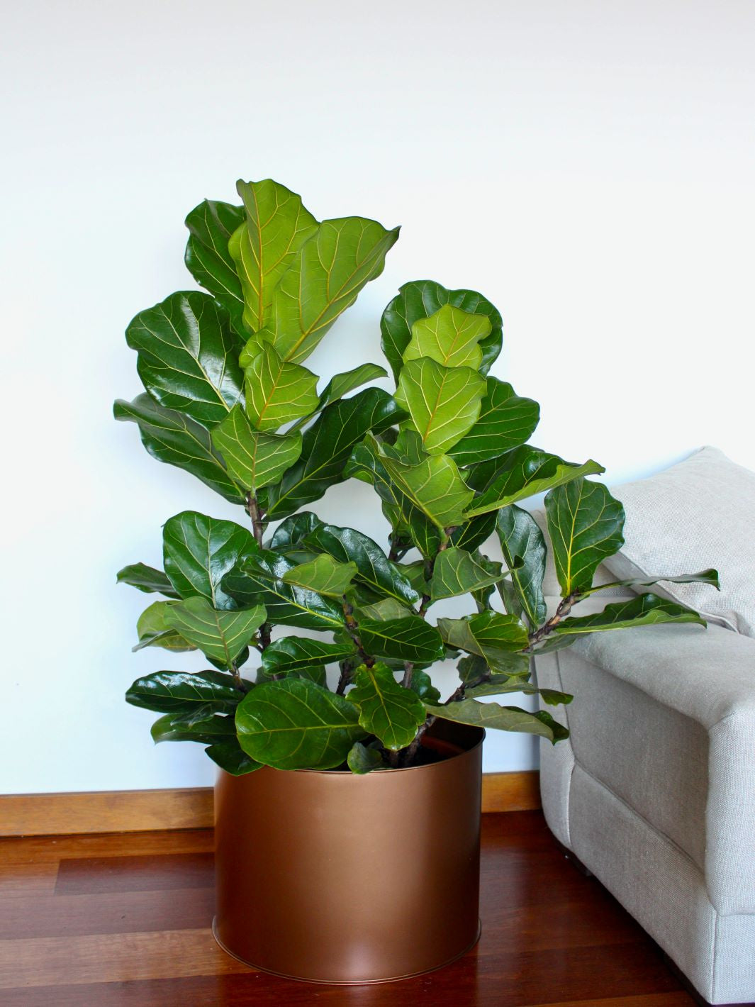 Fidel XXL (Ficus Lyrata)