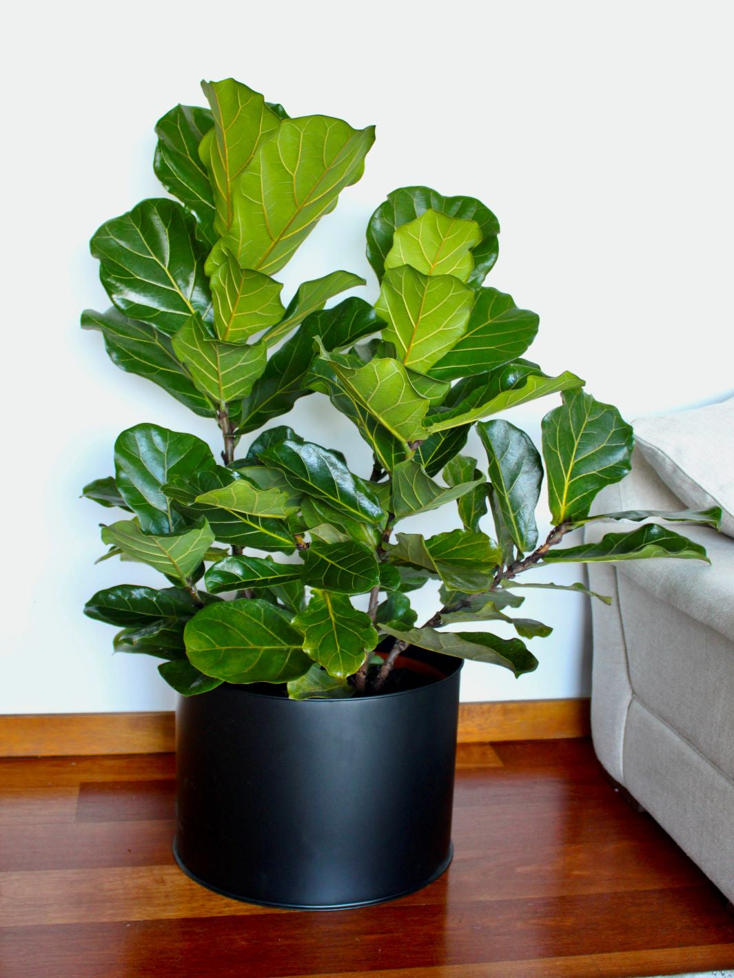 Fidel XXL (Ficus Lyrata)