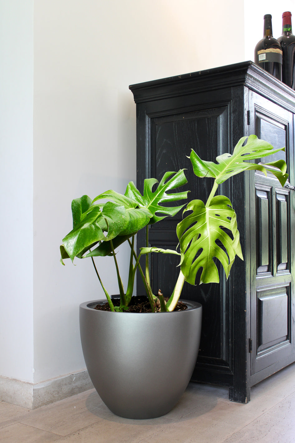 Mariana XL (Monstera Deliciosa)