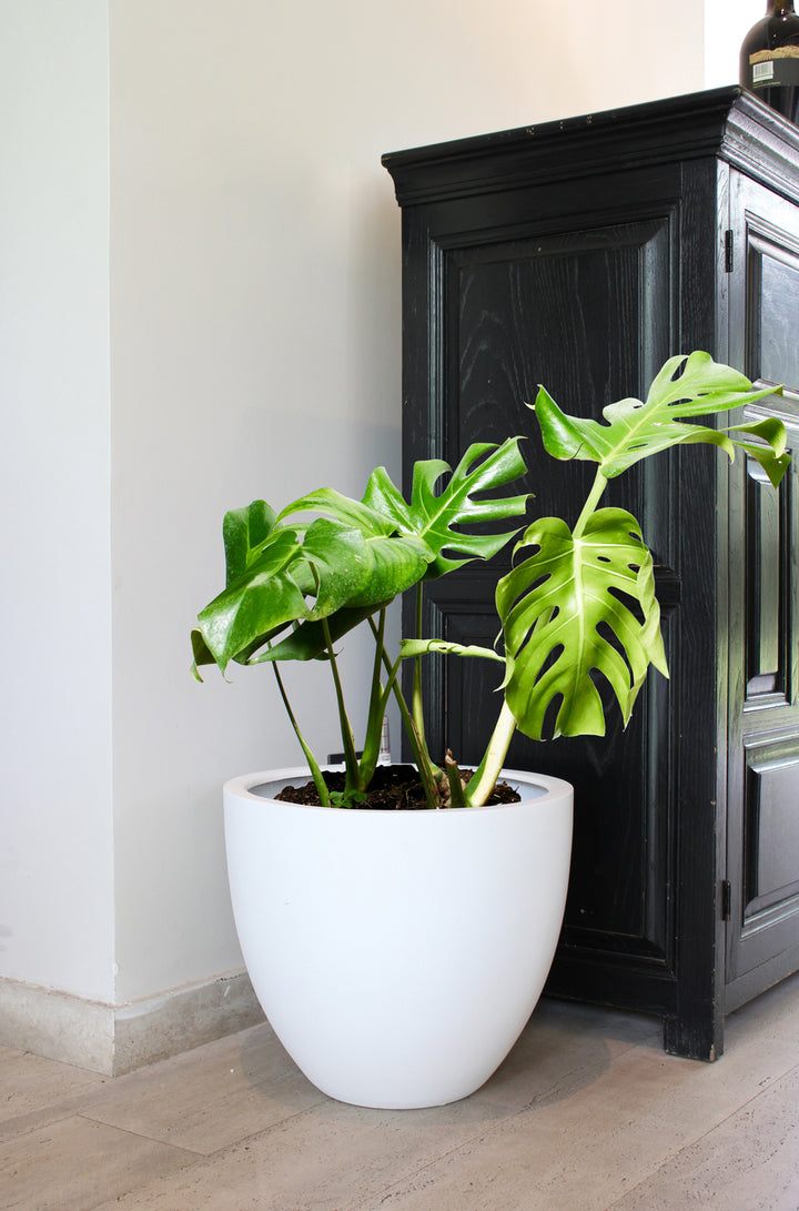 Mariana XL (Monstera Deliciosa)