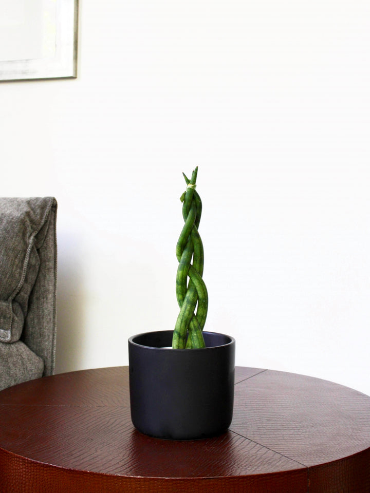 Susan (Sansevieria Tubular Trenzada)