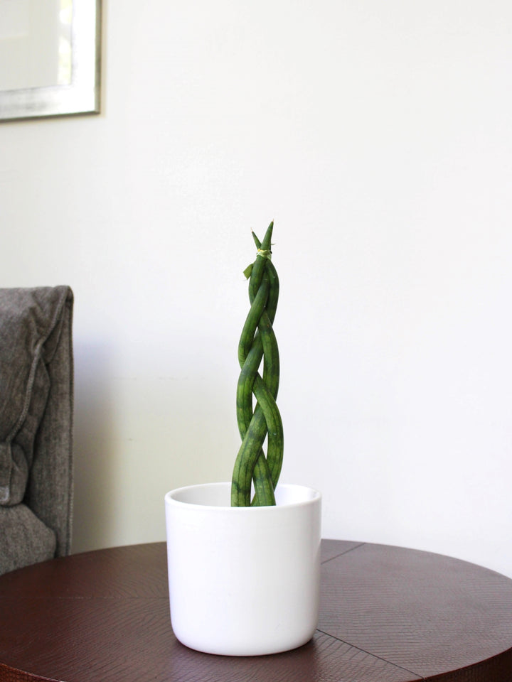 Susan (Sansevieria Tubular Trenzada)