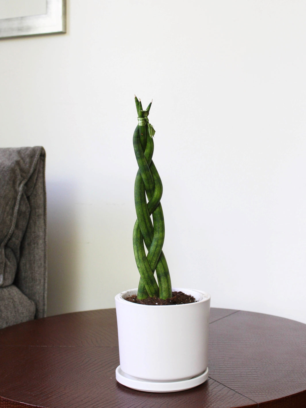 Susan (Sansevieria Tubular Trenzada)