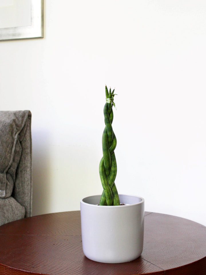 Susan (Sansevieria Tubular Trenzada)