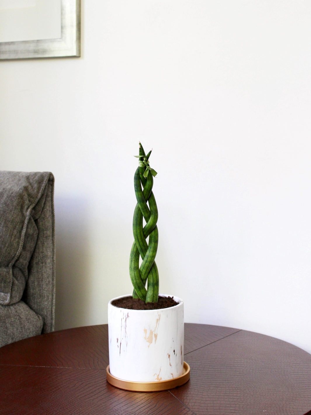 Susan (Sansevieria Tubular Trenzada)