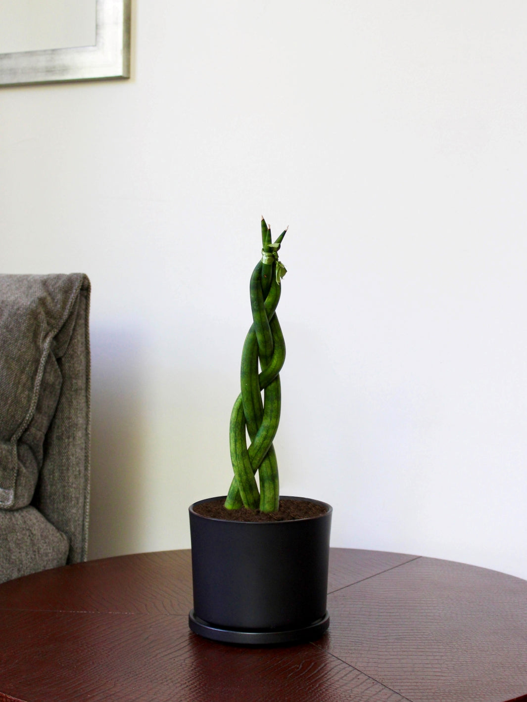 Susan (Sansevieria Tubular Trenzada)