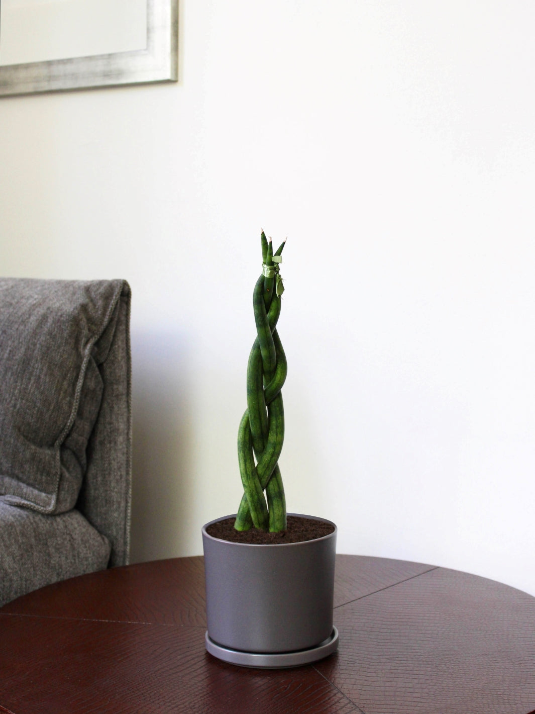 Susan (Sansevieria Tubular Trenzada)