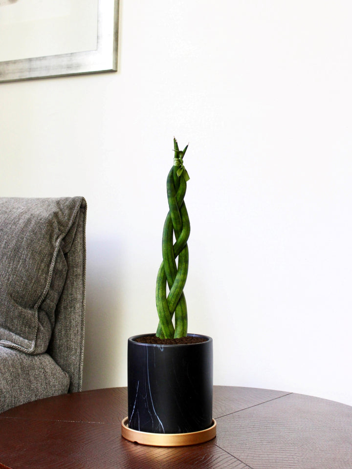 Susan (Sansevieria Tubular Trenzada)