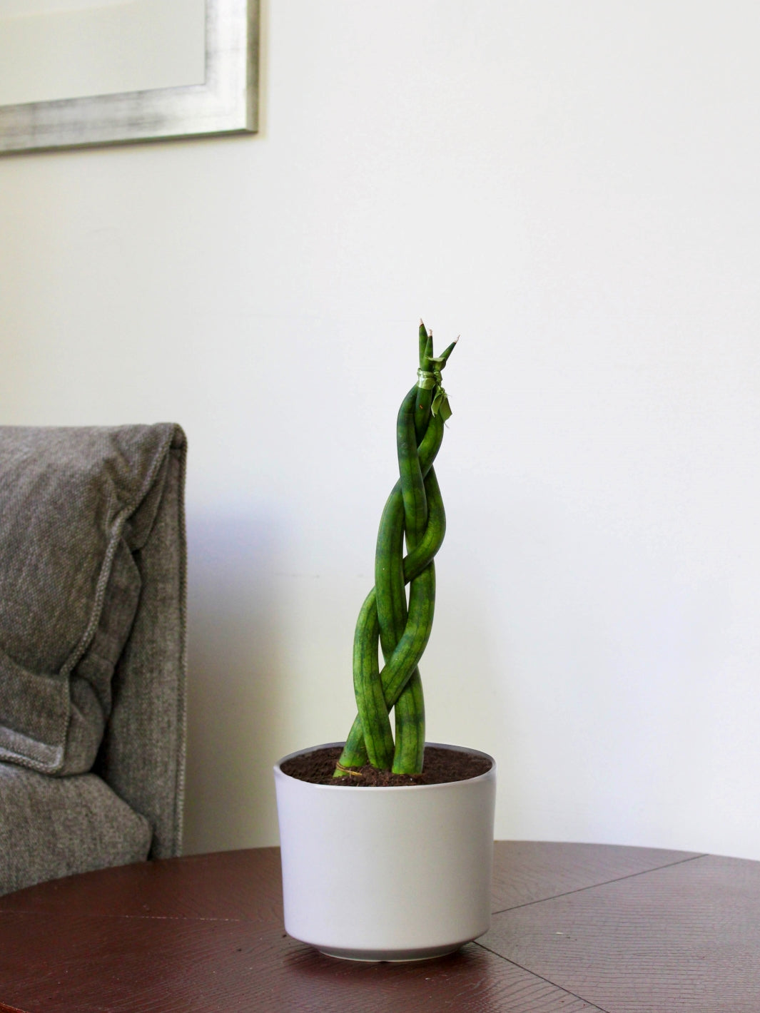sansevieria tubular Susan (Sansevieria Tubular Trenzada) | Planta a Domicilio
