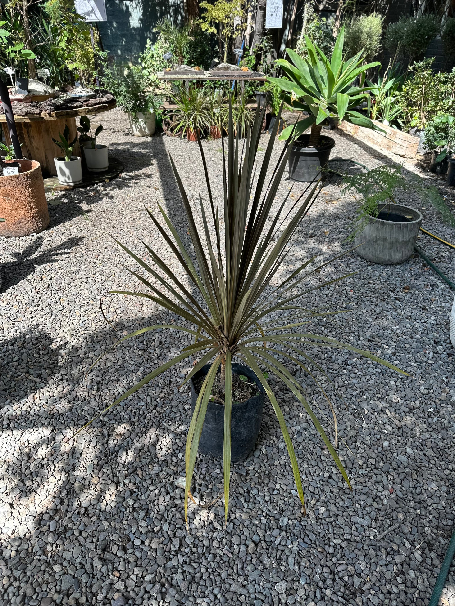 Dracena Roja - Macetero Plástico