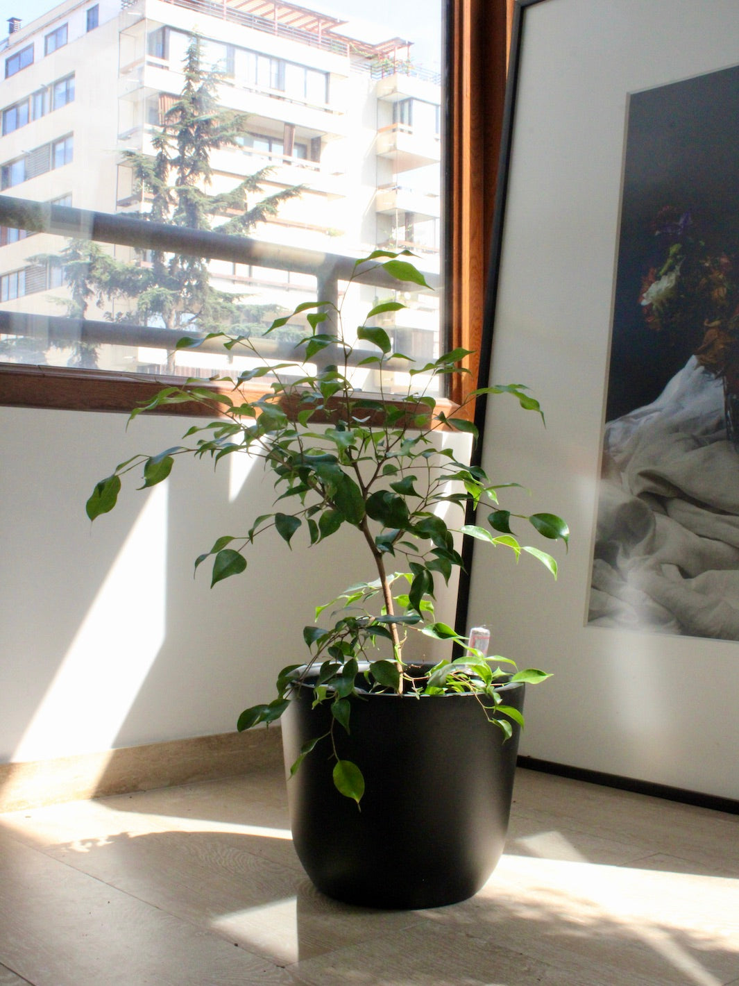 Bill M (Ficus Benjamina)