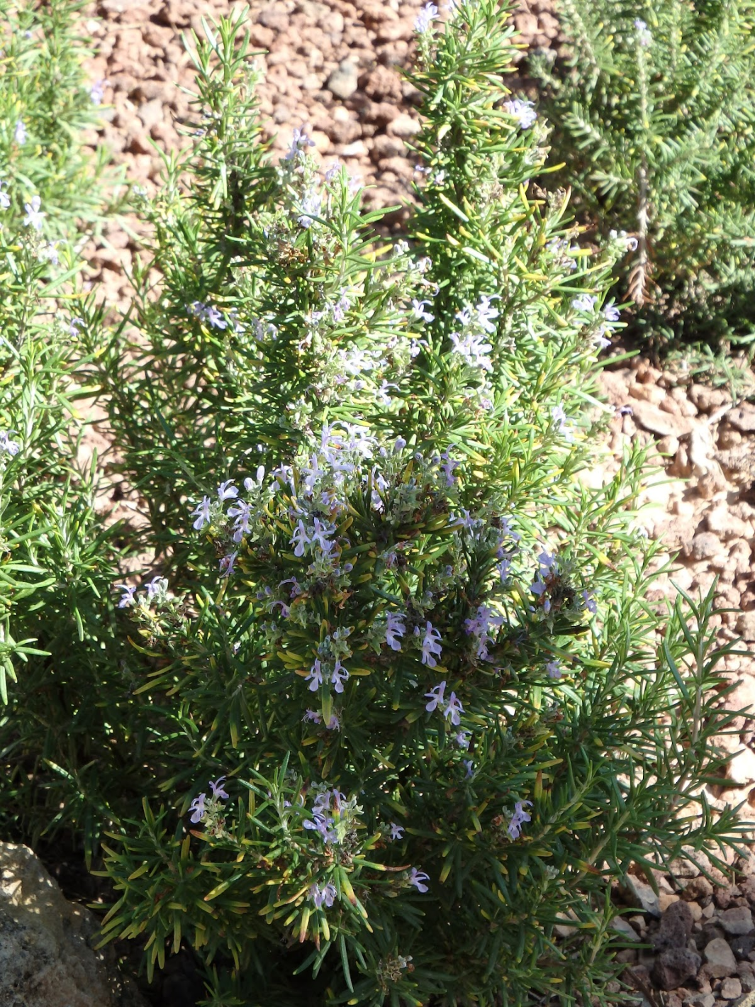 Romero Rastrero | Planta a Domicilio | Planta de Exterior – PlantMe Chile