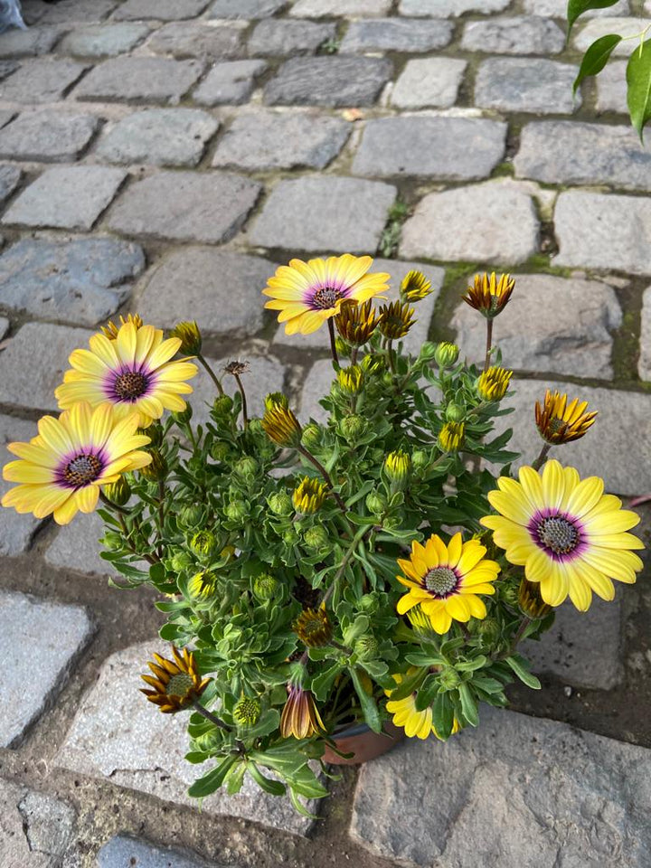 Ohana (Osteospermum)