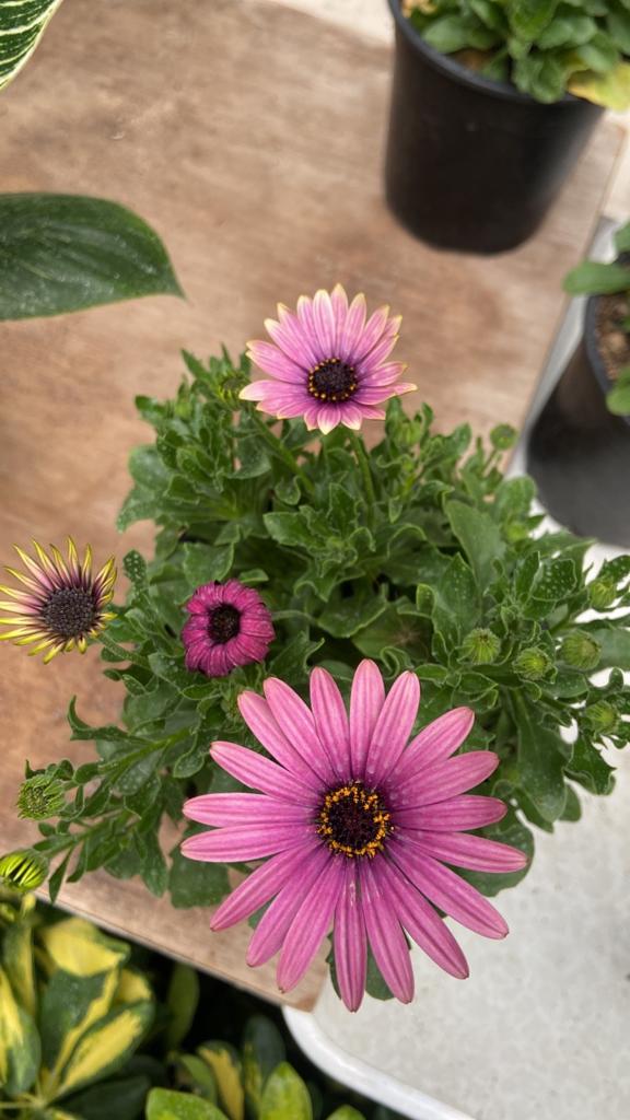 Ohana (Osteospermum)