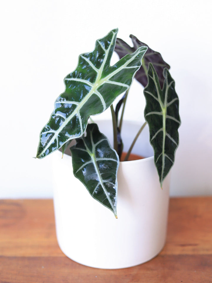 Amanda (Alocasia Amazónica) PlantMe Chile Danés M Blanco 