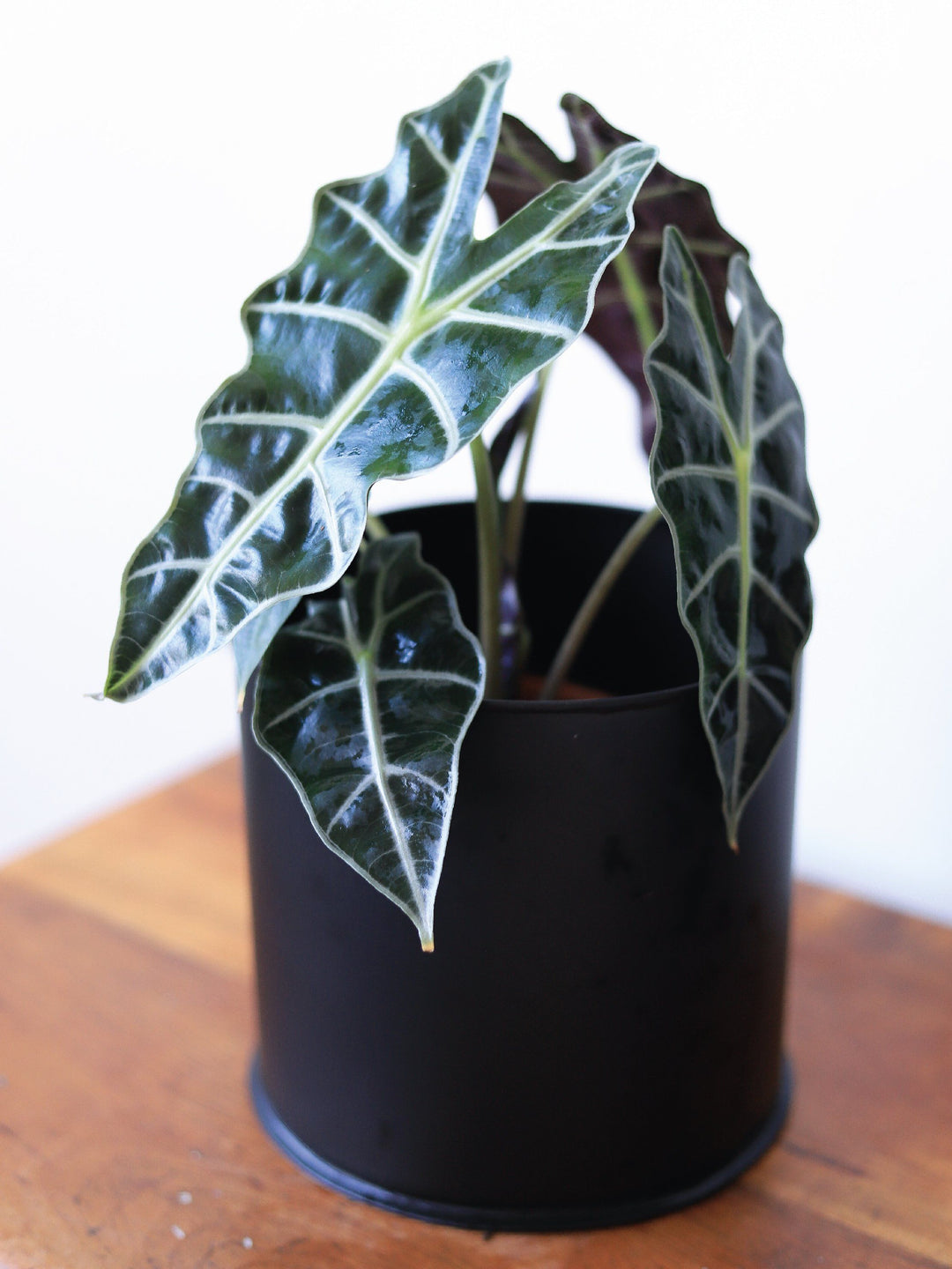 Amanda (Alocasia Amazónica) PlantMe Chile Metal M Negro 