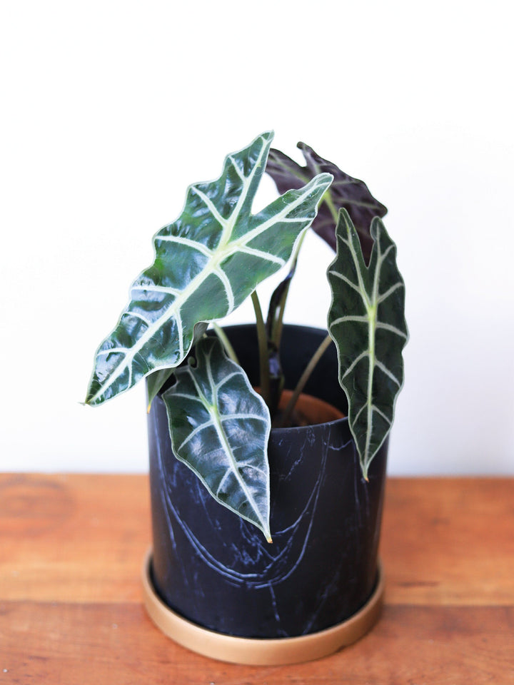 Amanda (Alocasia Amazónica) PlantMe Chile Nórdico Negro 