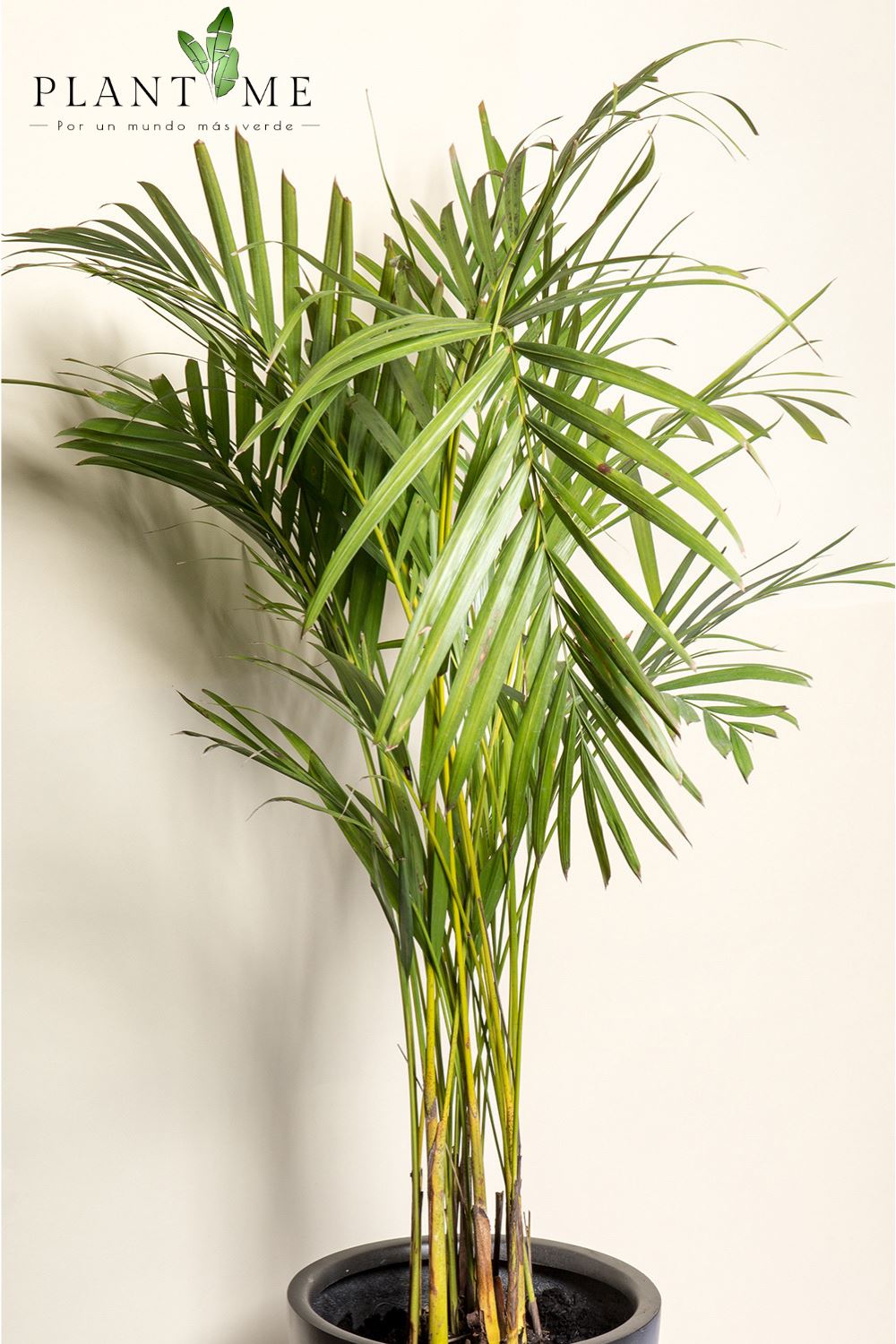 Andrea (Palmera Areca) - PlantMe Chile